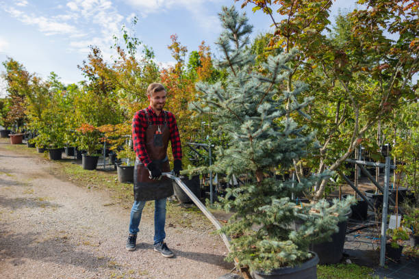 How Our Tree Care Process Works  in  East Bangor, PA